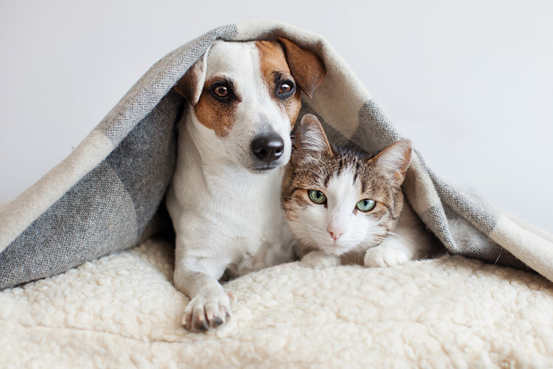 A dog and a cat together at Harbor Pointe, where both are welcome